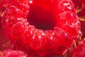 Ripe raspberry closeup wallpaper. Selective focus pattern. Whole tasty red berry diet dessert banner clipart Royalty Free Stock Photo