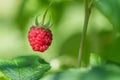 Ripe raspberry In the fruit garden. Royalty Free Stock Photo