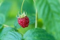 Ripe raspberry In the fruit garden. Royalty Free Stock Photo
