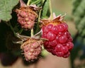 Ripe raspberry in the fruit garden Royalty Free Stock Photo