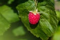 Ripe raspberry in the fruit garden Royalty Free Stock Photo