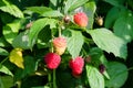 Ripe raspberry in the fruit garden. Raspberry bushes with ripe berries.