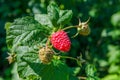 Ripe raspberry in the fruit garden. Raspberry bushes with ripe berries.