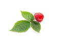 Ripe raspberry fruit with leaf isolated on white background Royalty Free Stock Photo