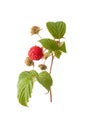 Ripe raspberry with green leaf Royalty Free Stock Photo