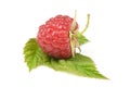 Ripe raspberry isolated Royalty Free Stock Photo