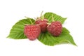 Ripe raspberry isolated Royalty Free Stock Photo