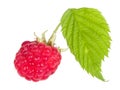 Ripe raspberry with leaves