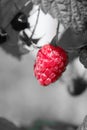 Ripe raspberry one Royalty Free Stock Photo