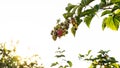 ripe raspberry
