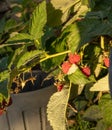 ripe raspberry
