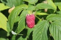 Ripe rasperries in the garden Royalty Free Stock Photo