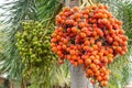 Ripe and Raw Betel Nut Or Areca Nut Palm Royalty Free Stock Photo