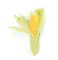 Ripe raw corn cob with husk isolated on white Royalty Free Stock Photo