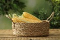 Ripe raw corn cobs in wicker basket on wooden table against blurred background Royalty Free Stock Photo