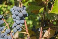 Close-up of ripe blue wine grapes on vine, vineyards in autumn harvest. Fruits in fall. beautiful red grapes ready for harvesting Royalty Free Stock Photo