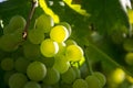 Close-up of ripe green wine grapes on vine, vineyards in autumn harvest. Fruits in fall. beautiful grapes ready for harvesting Royalty Free Stock Photo