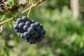 Close-up of ripe blue wine grapes on vine, vineyards in autumn harvest. Fruits in fall. beautiful red grapes ready for harvesting Royalty Free Stock Photo