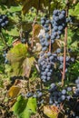 Close-up of ripe blue wine grapes on vine, vineyards in autumn harvest. Fruits in fall. beautiful red grapes ready for harvesting Royalty Free Stock Photo