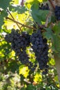 Close-up of ripe blue wine grapes on vine, vineyards in autumn harvest. Fruits in fall. beautiful red grapes ready for harvesting Royalty Free Stock Photo