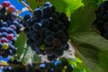 Close-up of ripe blue wine grapes on vine, vineyards in autumn harvest. Fruits in fall. beautiful red grapes ready for harvesting Royalty Free Stock Photo