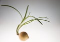 Ripe raw onion with green fresh sprouts Royalty Free Stock Photo