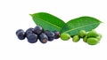 Organic fresh raw and ripe jamun or syzygium cumini fruits with green leaves on white background