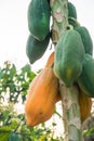 Ripe and raw papaya in agriculture thailand Royalty Free Stock Photo