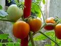 Ripe and Raw Tomato Vegetable on Same Plant. Royalty Free Stock Photo