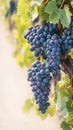 Ripe and ready clusters of Cabernet sauvignon grapes in vineyard