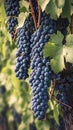 Ripe and ready clusters of Cabernet sauvignon grapes in vineyard