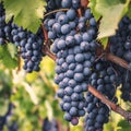 Ripe and ready clusters of Cabernet sauvignon grapes in vineyard