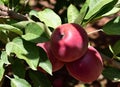 Ripe and ready red Royal Gala apples Royalty Free Stock Photo