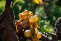 Ripe and ready to harvest Semillon white grape on Sauternes vineyards Barsac village affected by Botrytis cinerea noble rot,