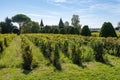 Ripe ready to harvest Semillon white grape on Sauternes vineyards in Barsac village affected by Botrytis cinerea noble rot, making Royalty Free Stock Photo