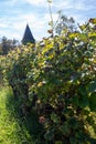 Ripe ready to harvest Semillon white grape on Sauternes vineyards in Barsac village affected by Botrytis cinerea noble rot, making Royalty Free Stock Photo