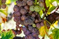 Ripe ready to harvest Semillon white grape on Sauternes vineyards in Barsac village affected by Botrytis cinerea noble rot, making Royalty Free Stock Photo