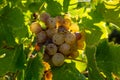 Ripe ready to harvest Semillon white grape on Sauternes vineyards in Barsac village affected by Botrytis cinerea noble rot, making Royalty Free Stock Photo