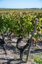 Views of wine domain or chateau in Haut-Medoc red wine making region, Pauillac village, Bordeaux, left bank of Gironde Estuary, Royalty Free Stock Photo