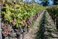 Ripe ready to harvest Semillon white grape on Sauternes vineyards in Barsac village affected by Botrytis cinerea noble rot, making Royalty Free Stock Photo