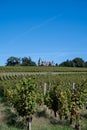 Ripe ready to harvest Semillon white grape on Sauternes vineyards in Barsac village affected by Botrytis cinerea noble rot, making Royalty Free Stock Photo