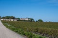 Plantation of high-quality PDO certified walnuts trees in Perigord Limousin Regional Natural Park, France in summer