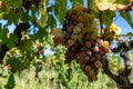 Aerial view on Sauternes village and vineyards, making of sweet dessert Sauternes wines from Semillon grapes affected by Botrytis Royalty Free Stock Photo