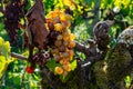 Wine tasting in old wine domain, Saint Estephe village, Haut-Medoc vineyards in Bordeaux, left bank of Gironde Estuary, France,