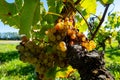 Ripe ready to harvest Semillon white grape on Sauternes vineyards in Barsac village affected by Botrytis cinerea noble rot, making