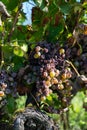 Ripe ready to harvest Semillon white grape on Sauternes vineyards in Barsac village affected by Botrytis cinerea noble rot, making