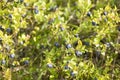 Wild blueberries Royalty Free Stock Photo