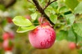 Ripe red apple on branch Royalty Free Stock Photo