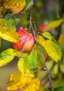 Ripe red apple on branch Royalty Free Stock Photo