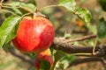 Ripe, red apple on a branch with leaves on a tree Royalty Free Stock Photo